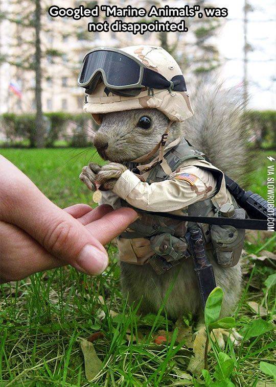 Marine+squirrel.