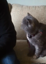 Sir%2C+may+I+trouble+you+for+some+pets%3F