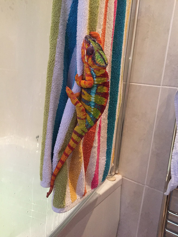Chameleon+on+a+colorful+bath+towel