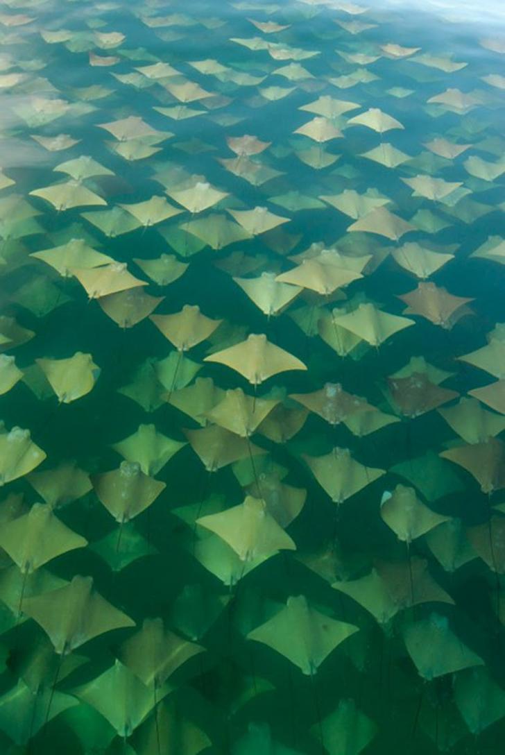 Stingray+Migration