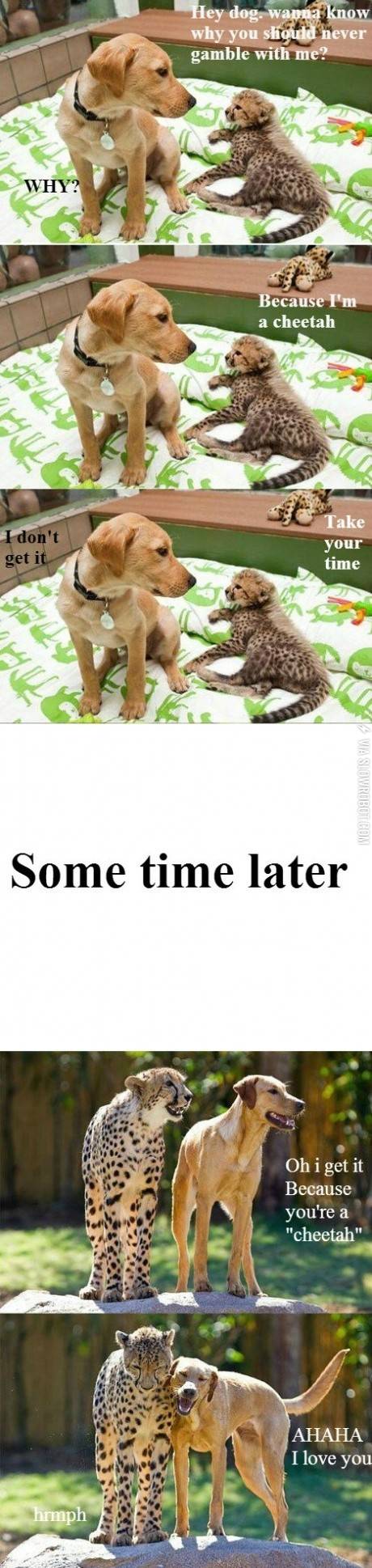 Never+gamble+with+a+Cheetah.