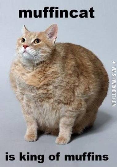Do+you+know+the+muffincat%3F