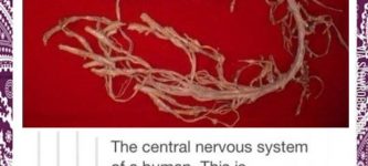 The+central+nervous+system+of+a+human.