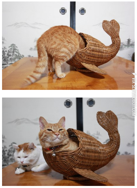 Fish+kitty