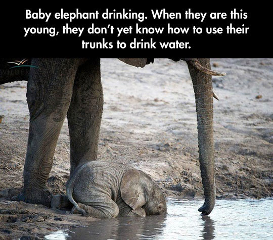 Baby+Elephants%26%238217%3B+Clumsiness