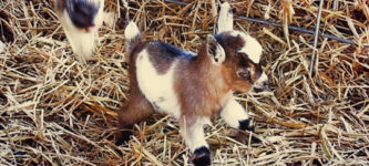 Tiniest+Goat+In+The+World