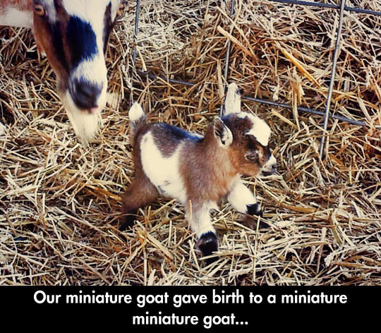 Tiniest+Goat+In+The+World