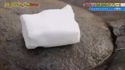 Trash+panda+gets+bamboozled