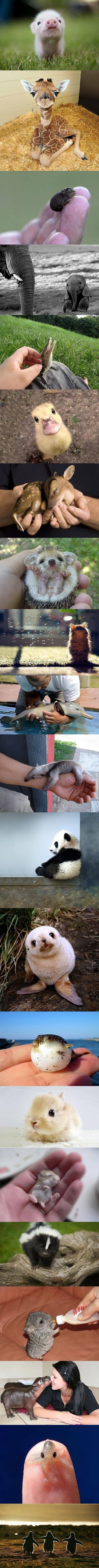 All+the+baby+animals%21