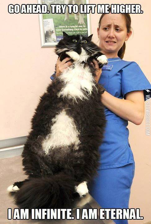 Huge+kitty.