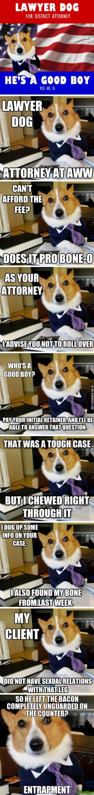 Lawyer+dog.