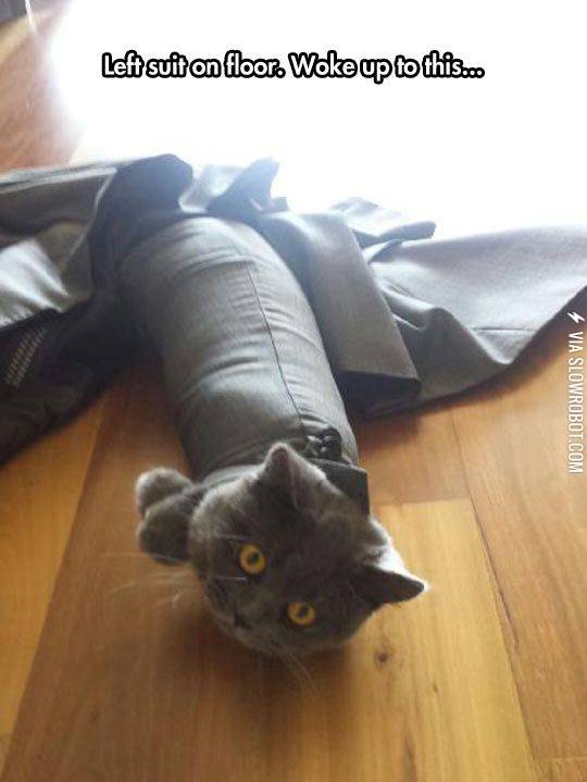 Curious+cat+in+crisis.