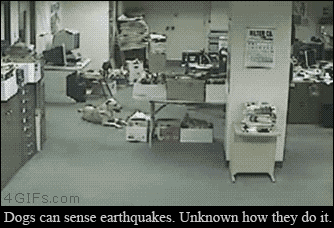 Dogs+can+sense+earthquakes.