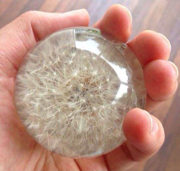 Dandelion+preserved+in+resin.