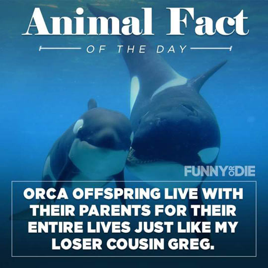 Animal+Kingdom+Fact+Of+The+Day