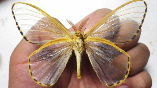 The+fairy+moth%2C+a+moth+with+transparent+wings