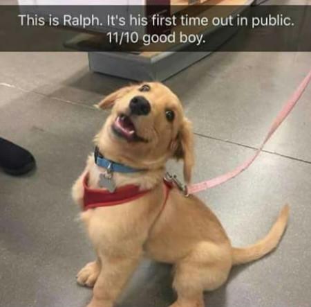 This+Is+Ralph.+It%26%238217%3Bs+His+First+Time+Out+In+Public..