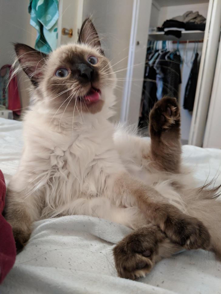 My+cat+looks+like+hes+waiting+for+you+to+get+his+bad+joke.