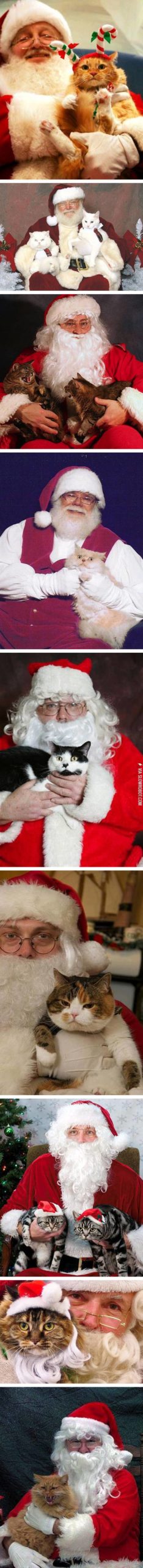 Cat+and+Santa.