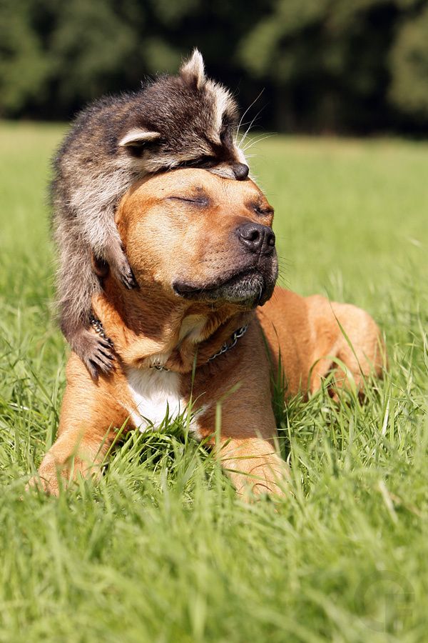 Raccoon+and+dog+friendship
