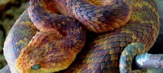 Atheris+squamigera%2C+one+of+the+coolest+looking+animals+in+the+world.