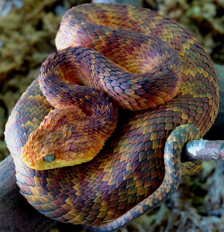 Atheris+squamigera%2C+one+of+the+coolest+looking+animals+in+the+world.