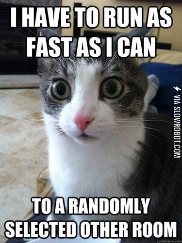 A+cat%26%238217%3Bs+life.