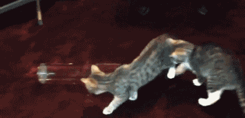 A+cat%26%238217%3Bs+life.