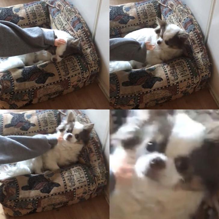 my+dog+realizing+i%26%238217%3Bm+petting+her+with+a+tiny+hand