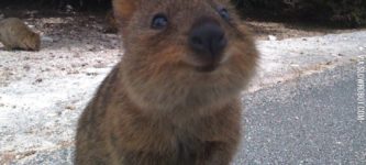 World%26%238217%3Bs+happiest+animal%3F+The+quokka.