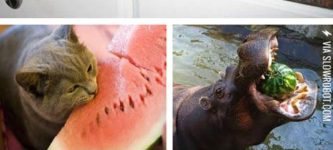 Animals+with+watermelons.