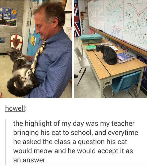This+teacher+is+purrfect