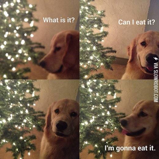 A+dog%26%238217%3Bs+life.