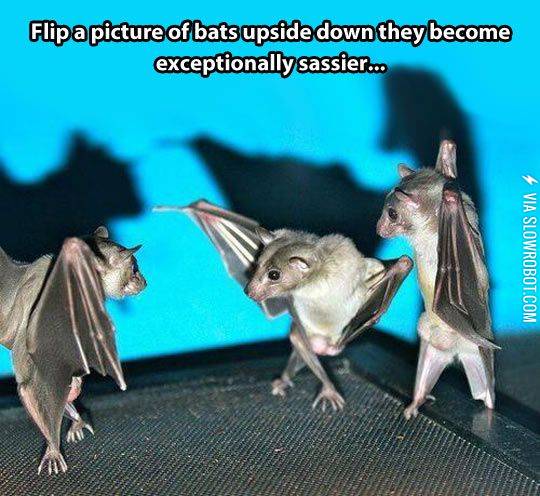flip+a+picture+of+bats+upside+down%26%238230%3B