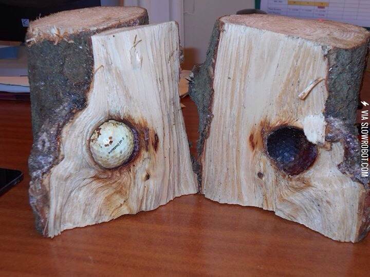 This+tree+grew+around+a+golf+ball