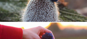 Stylish+Hedgehog