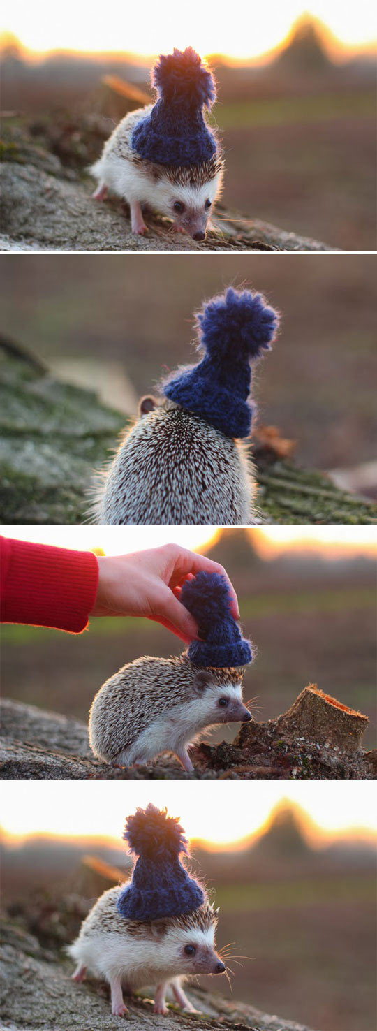 Stylish+Hedgehog