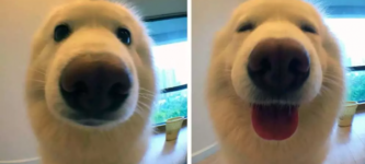 Dog+before+and+after+being+called+a+good+boy