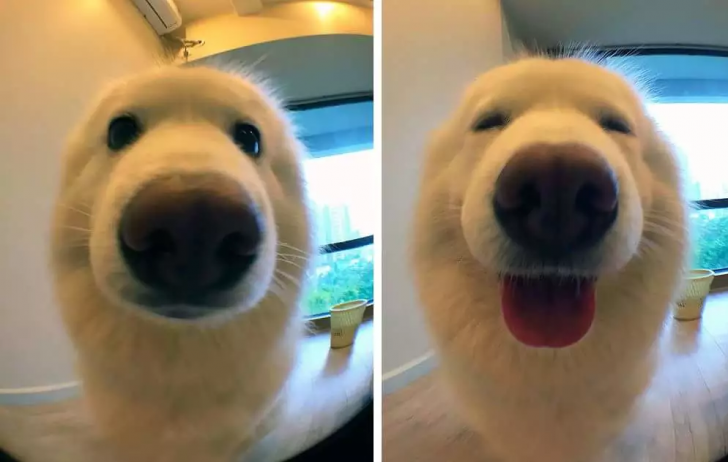 Dog+before+and+after+being+called+a+good+boy