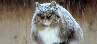 Siberian+farm+cat.