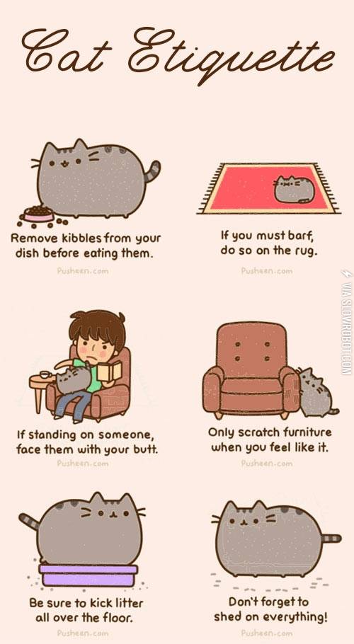 Cat+etiquette.