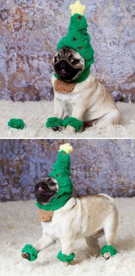 Christmas+pug.
