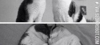 Cat+love.