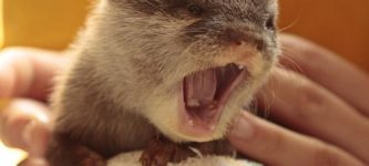 Newborn+Otter+yawning