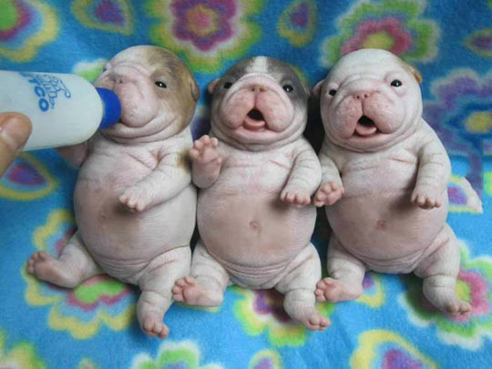 Tiny+Fat+Puppies