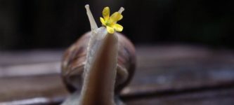 Snail+has+flower