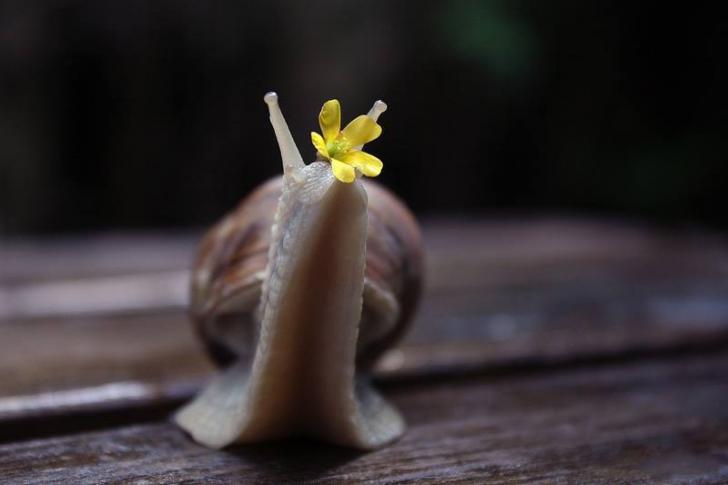 Snail+has+flower