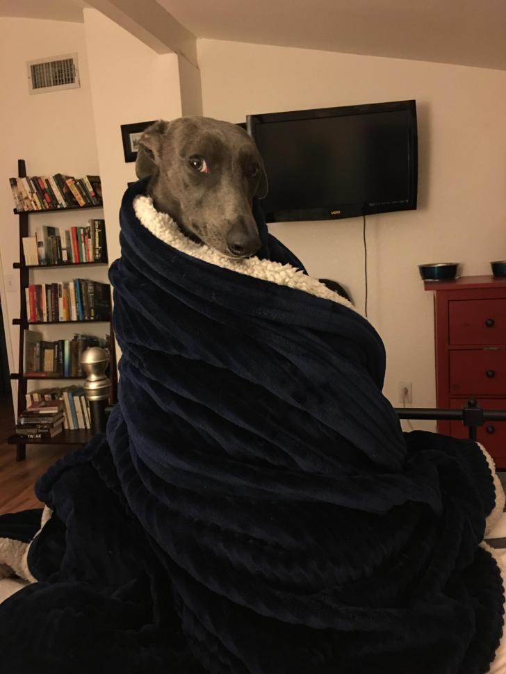 %26quot%3BYou+know+nothing+Dog+Snow%26quot%3B