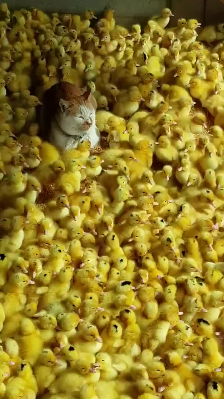 Chicken+meowt