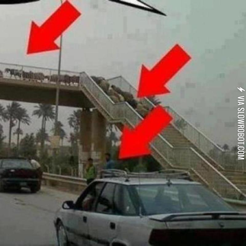 smart+animals%2C+dumb+people